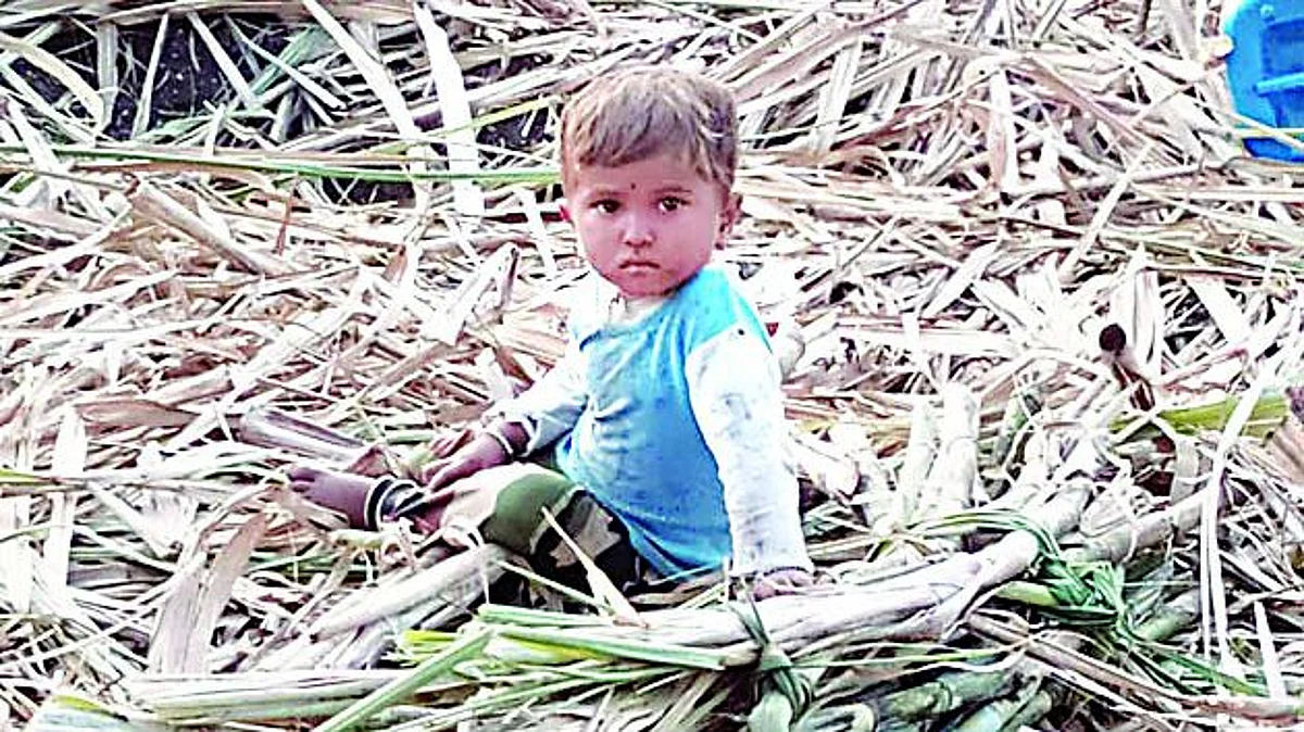 ऊसतोड कामगारांची मुले रमली ऊसाच्या फडात