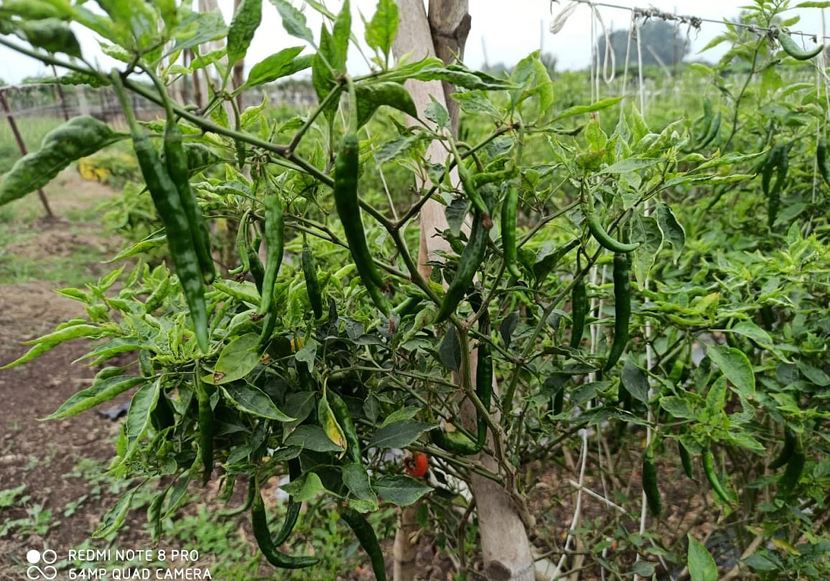 शेतकर्यांचा मिरची लागवडीकडे कल