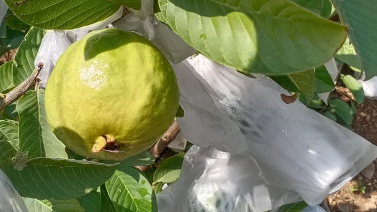 पेरूची फोड झाली गोड