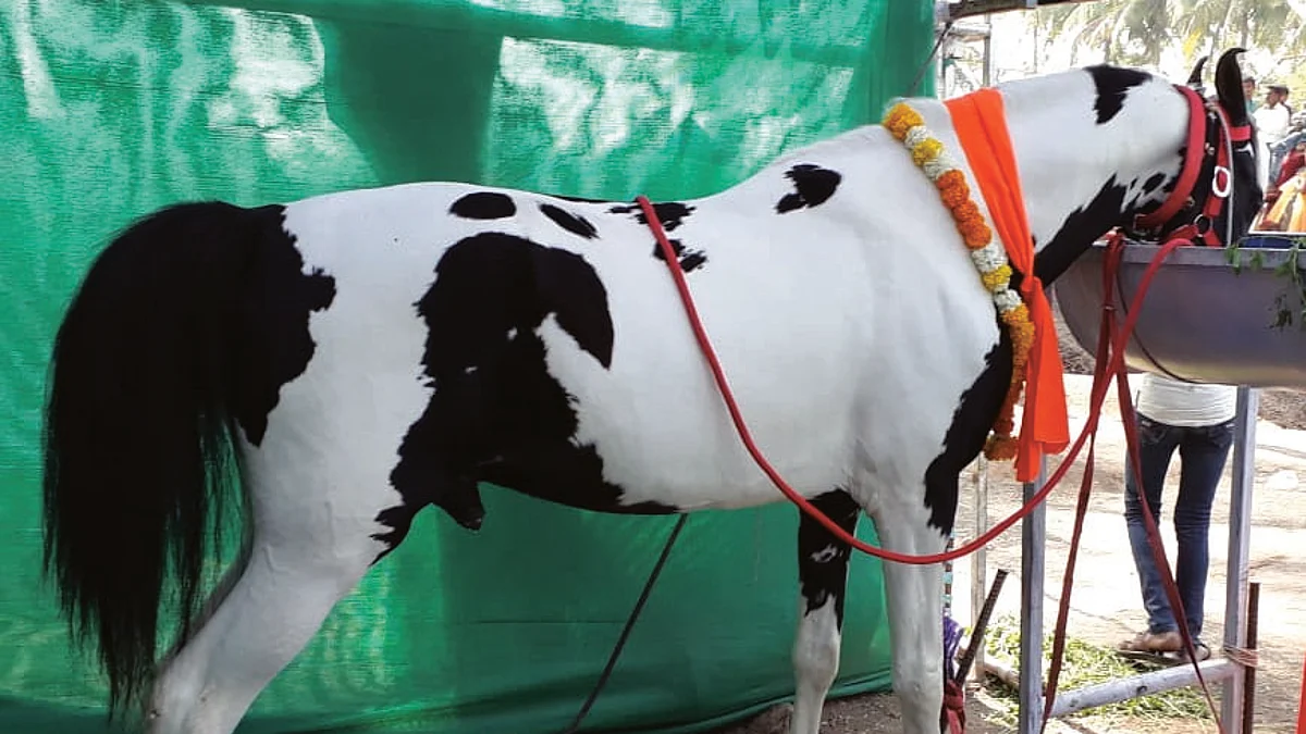 पाठीवर शिवप्रतिमा असलेल्या ‘राजे’ अश्वाचे निधन