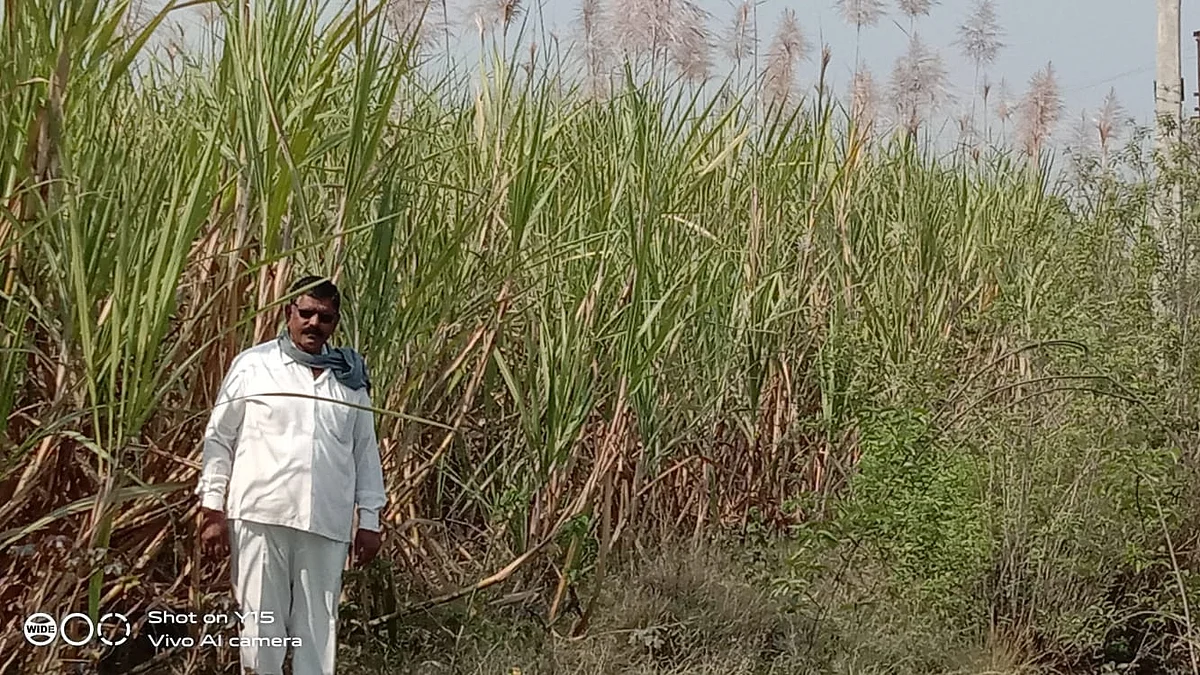 राहुरीच्या पूर्वभागात तुर्रेदार उसामुळे शेतकरी धास्तावले