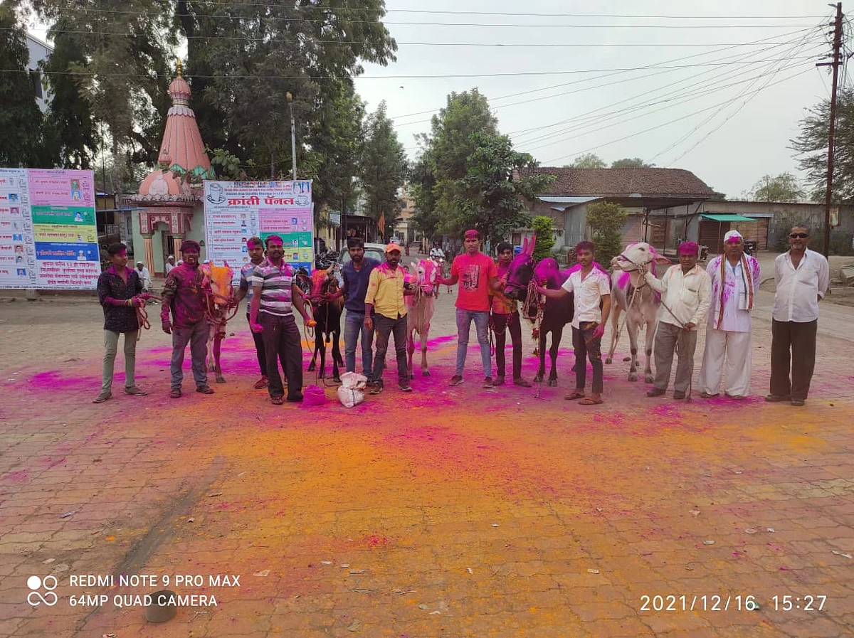 बैलगाडा शर्यत : चौकात उधळला गुलाल, फटाक्यांची आतषबाजी अन् बरंच काही...
