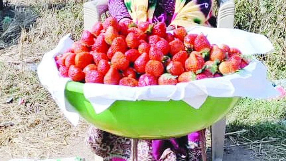 Strawberries attracting tourists