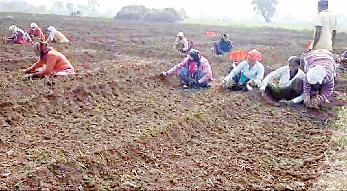 मनमाड वार्तापत्र: सलग संकटांनी शेतकरी हवालदिल
