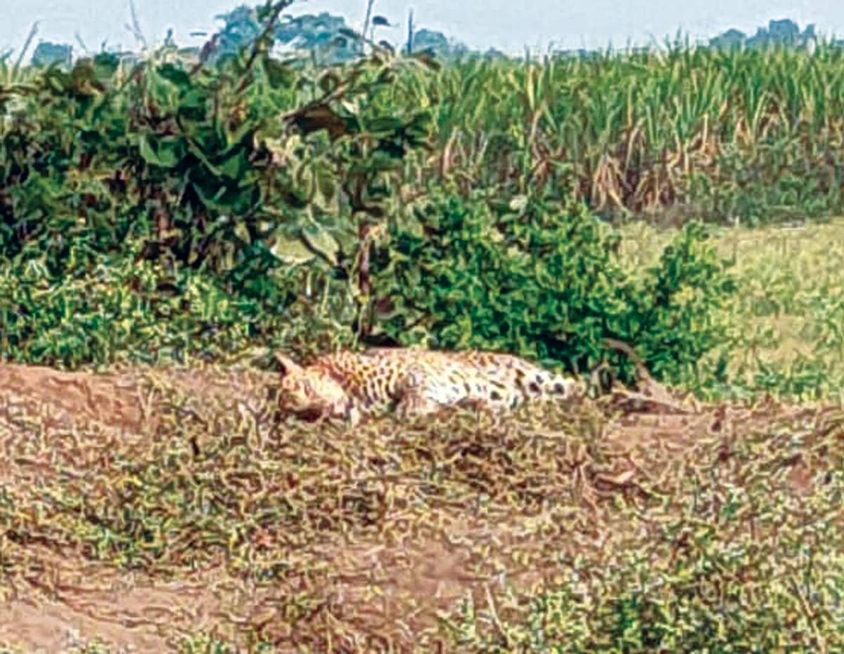 ‘थर्टी फर्स्ट’च्या ओल्या पार्टीसाठी लावलेल्या जाळयात बिबटया अडकला