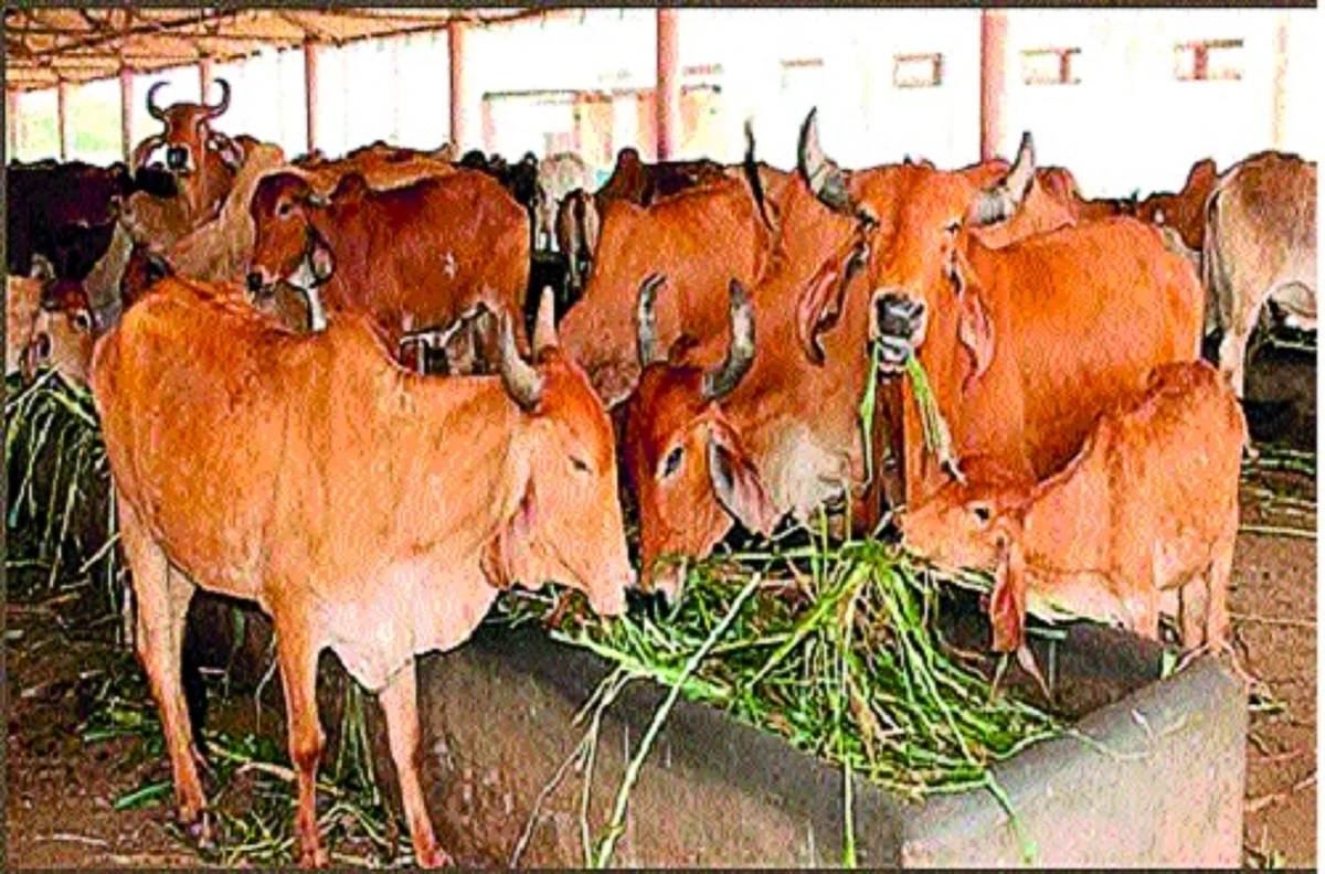 61 दिवसांत तयार होणार वैयक्तिक योजनांच्या लाभार्थ्यांची यादी