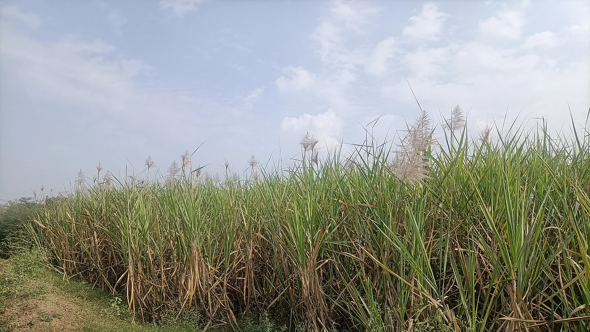 उसाला तुरे येऊ लागल्यामुळे शेतकरी वर्गात चिंता