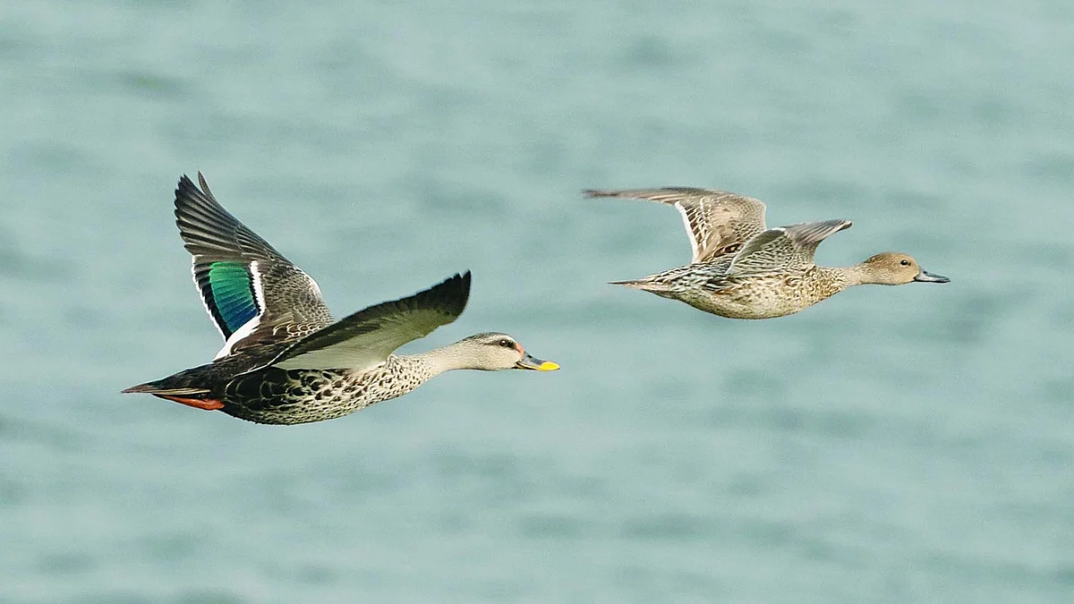 35th Bird Convention in Nandurmadhameshwar?
