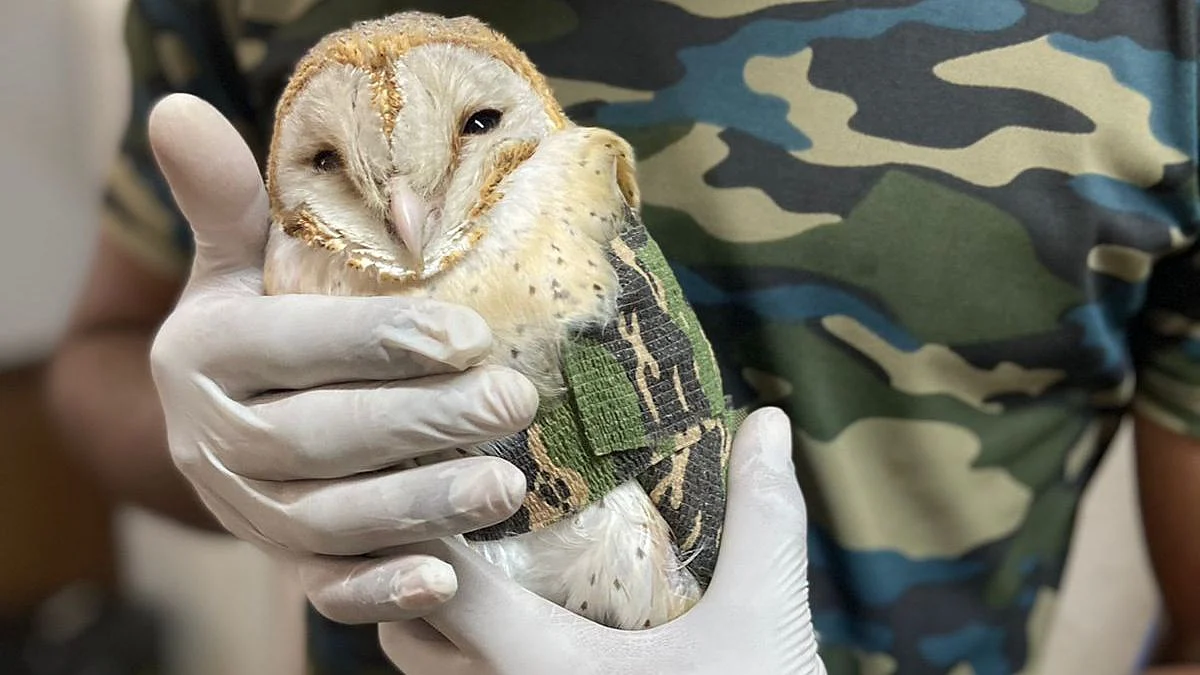 Barn Owl rescued at College Road