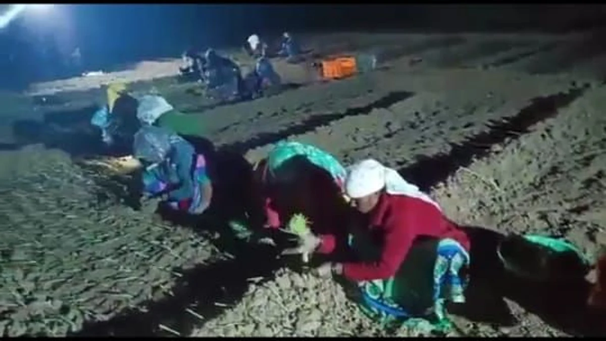 मजूर टंचाईने व बदलत्या वातावरणाने शेतकरी हतबल! रात्रीही होते कांदा लागवड
