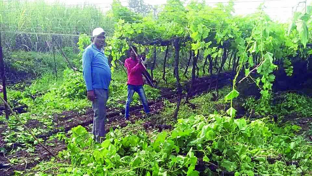 उभ्या द्राक्षबागेवर कुर्हाड