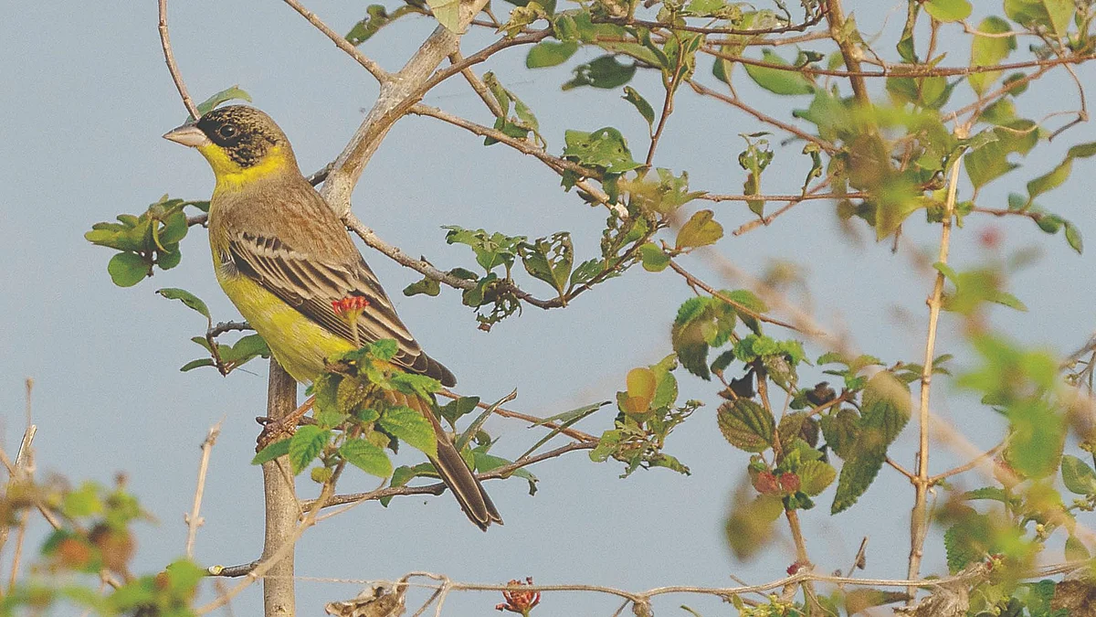 Black Headed Bunting