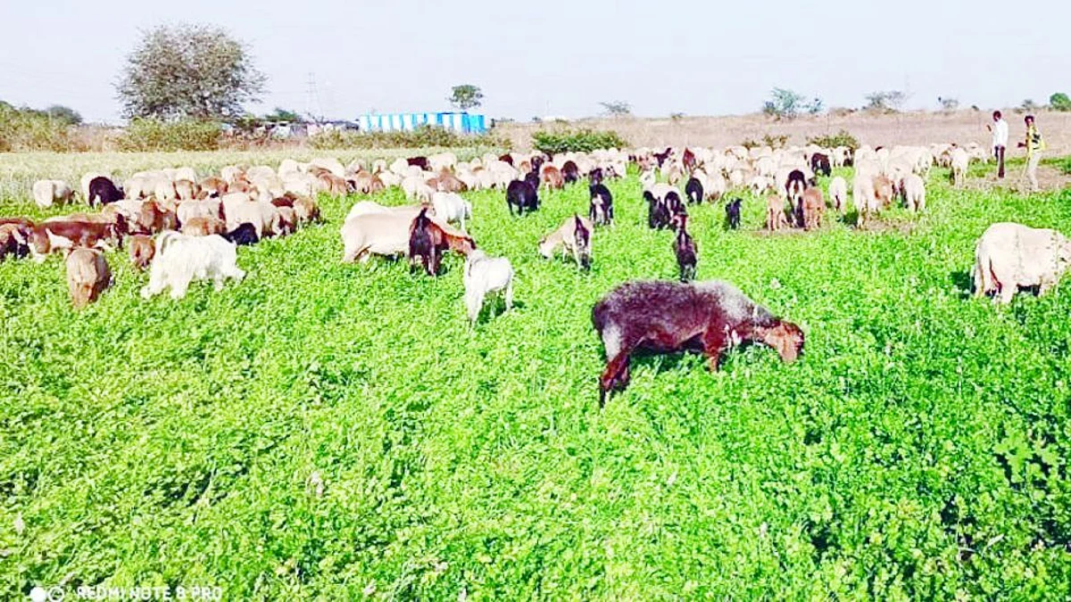 Goats in a farm