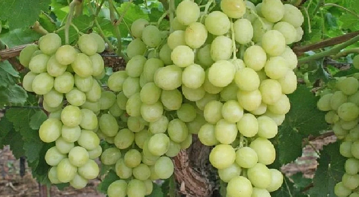 व्यापार्याचा द्राक्ष उत्पादकास गंडा