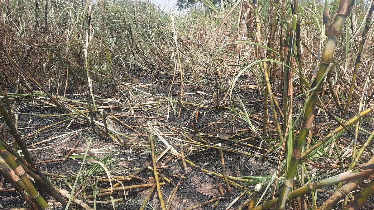 जेऊर कुंभारी शिवारात शॉर्ट सर्किटने उसाला आग
