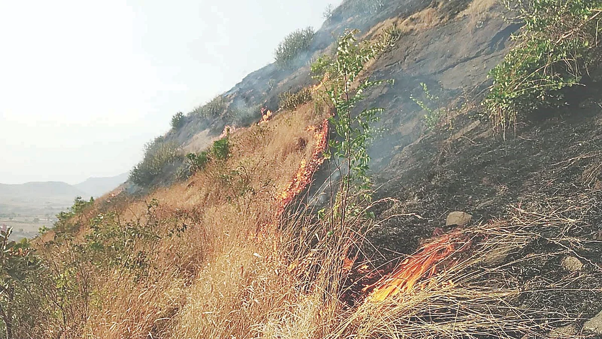 Increasing cases of forest fires