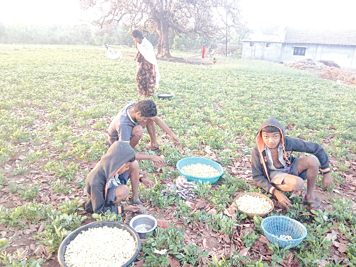 सातपुड्यात मोहफुलांचा हंगाम सुरु, आदिवासींना मिळतोय रोजगार