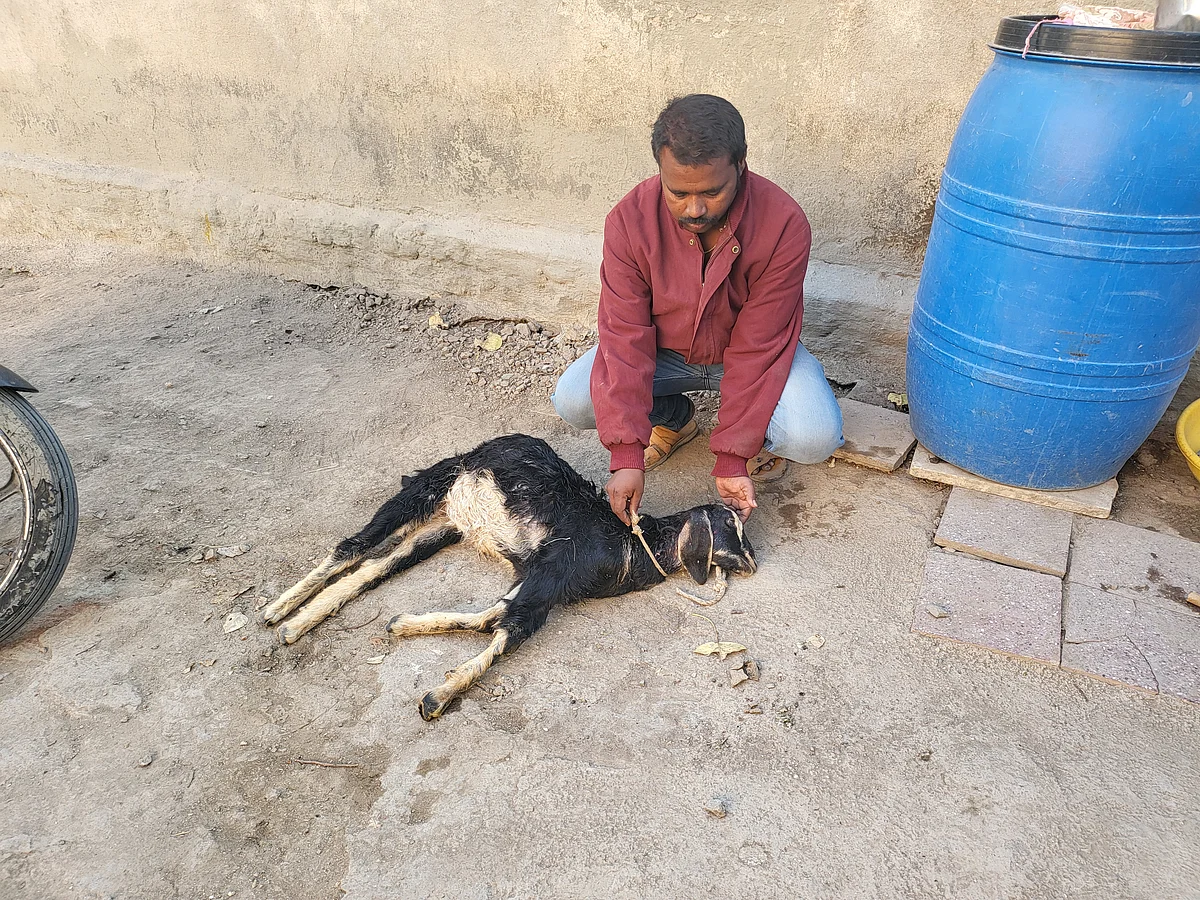 आधी कोंबड्या आता बोकड्यासह शेळी केली ठार !
