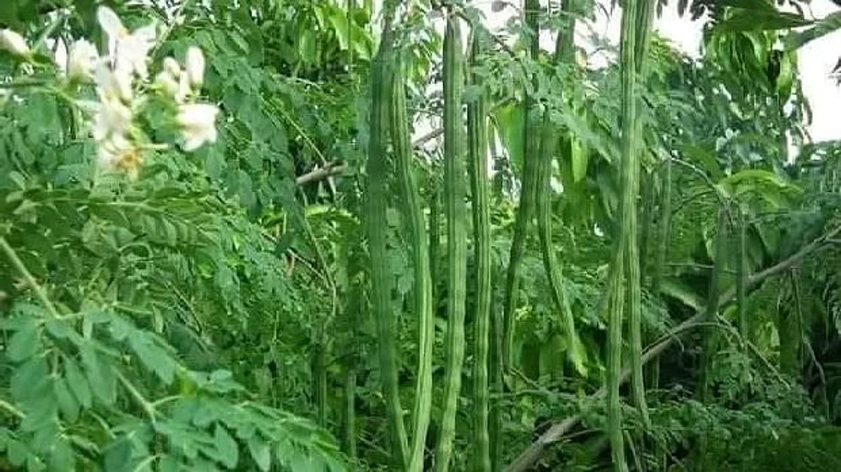 शेवगा लागवड योजनेंतर्गत मिळणार 'इतके' अनुदान