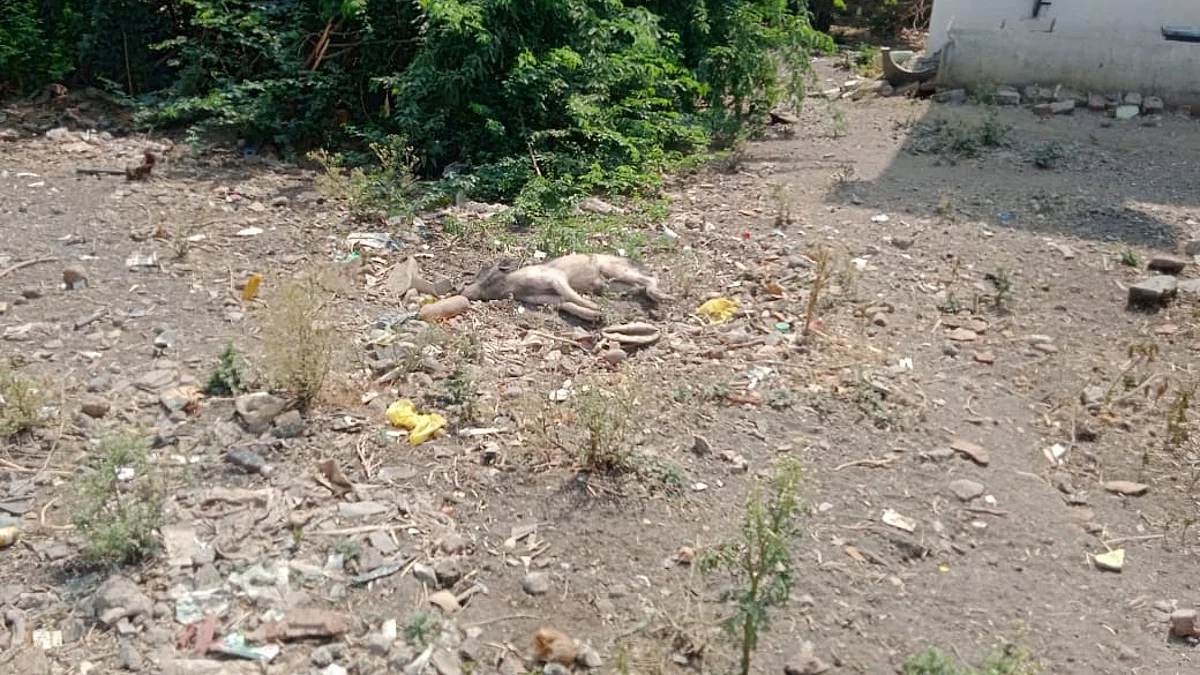 जेऊर पाटोदा परीसरात डुकरांच्या मृत्युमुळे नागरिकांचे आरोग्य धोक्यात