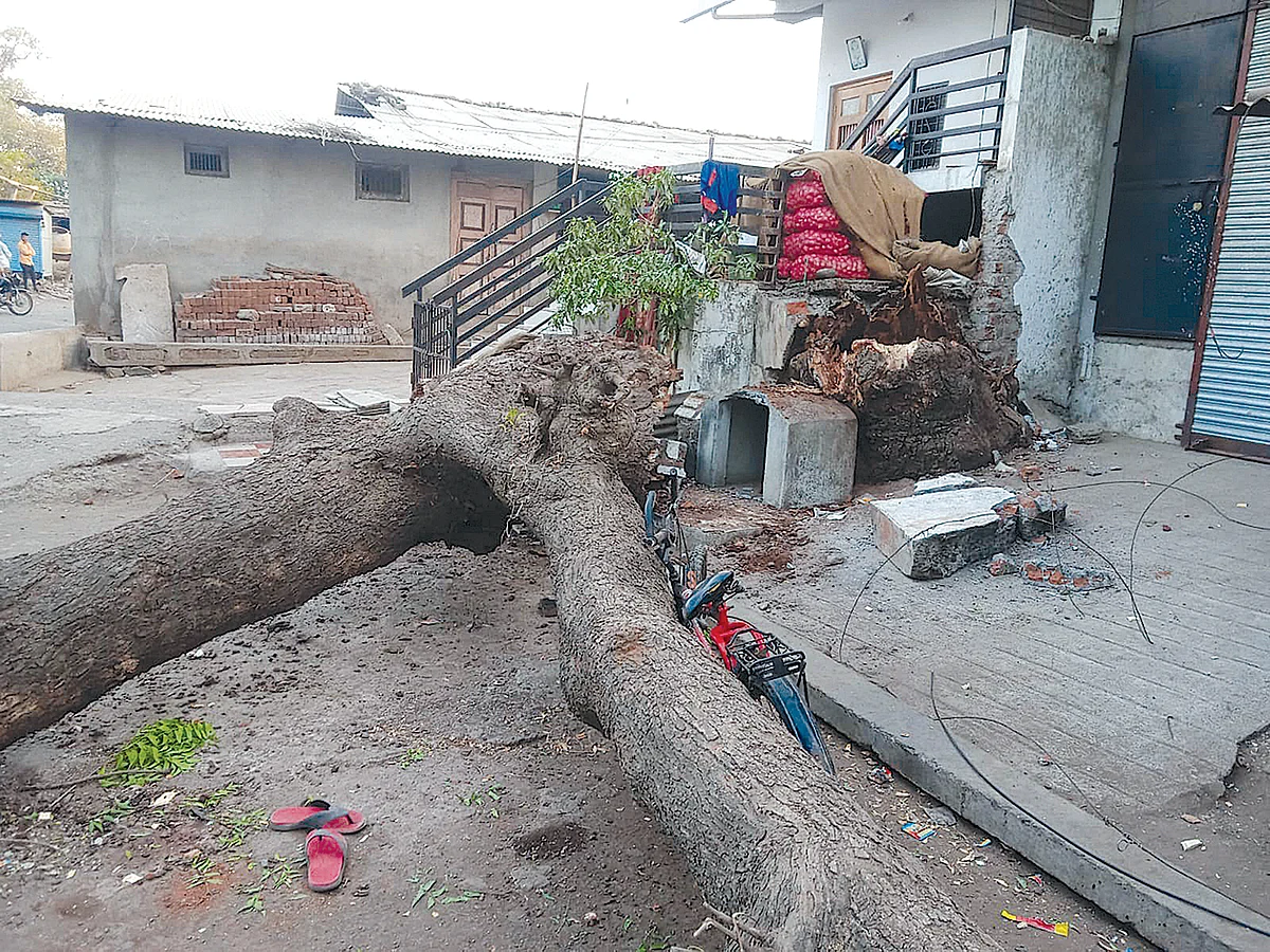 ज्याच्या सावलीत खेळत होती बालके तेच झाड बनले यमदुत