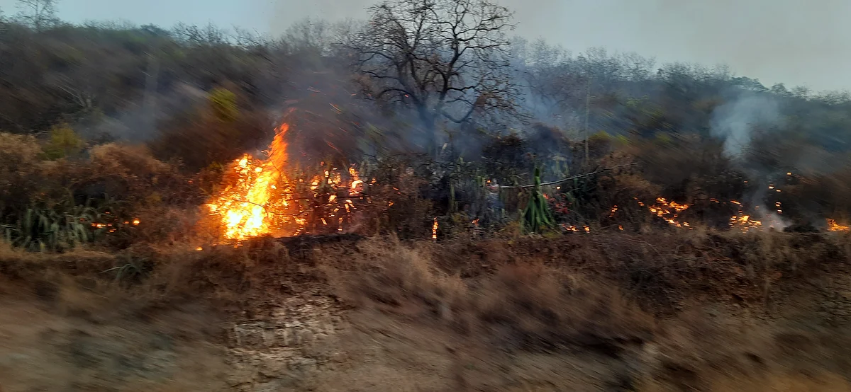 करंजी घाटातील जंगलाला आग; वनसंपदा आणि वन्यजीव जळून खाक झाल्याची शक्यता