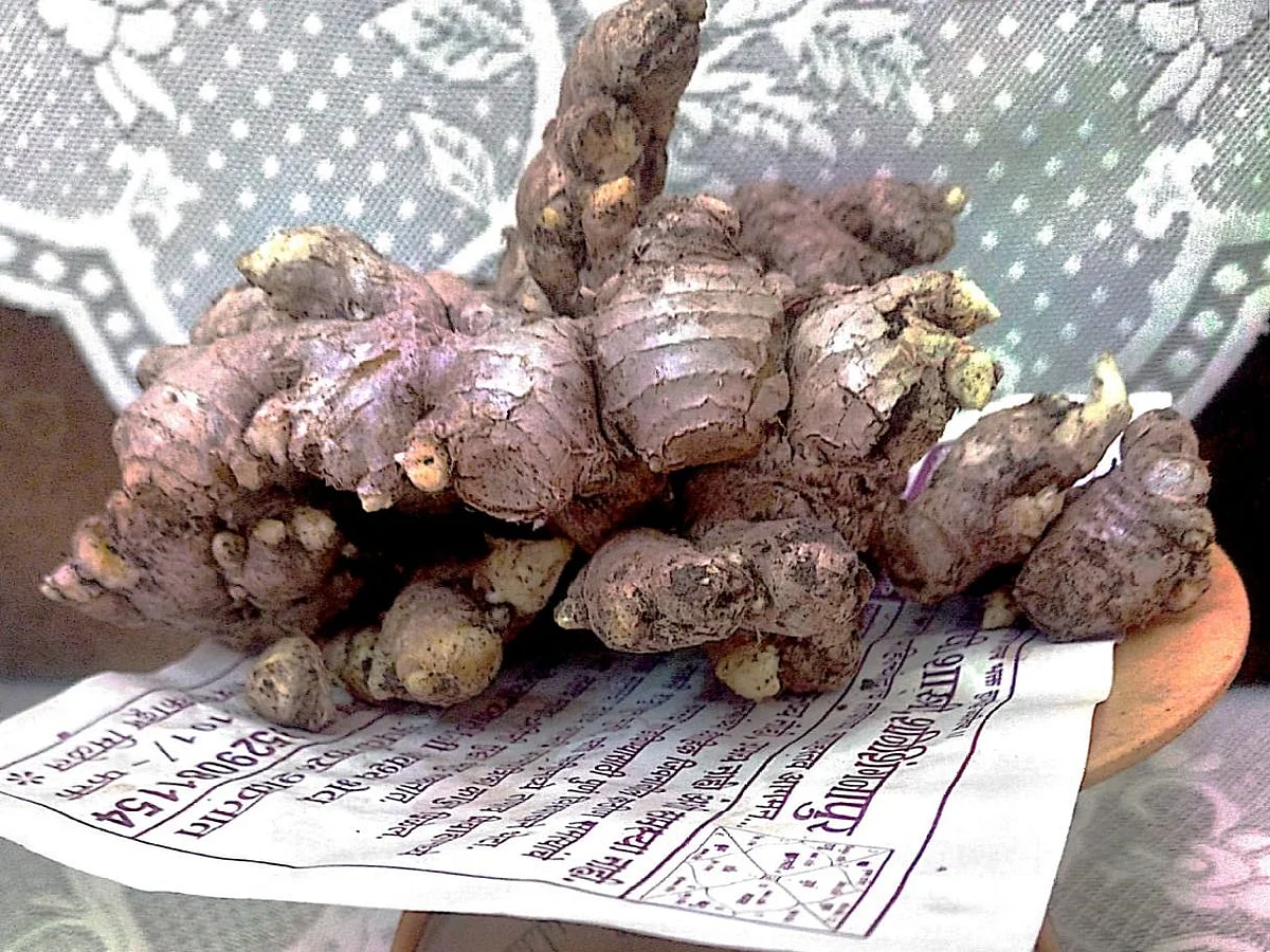 किचन वेस्ट मधून मिळवले चारशे ग्रॅम आले
