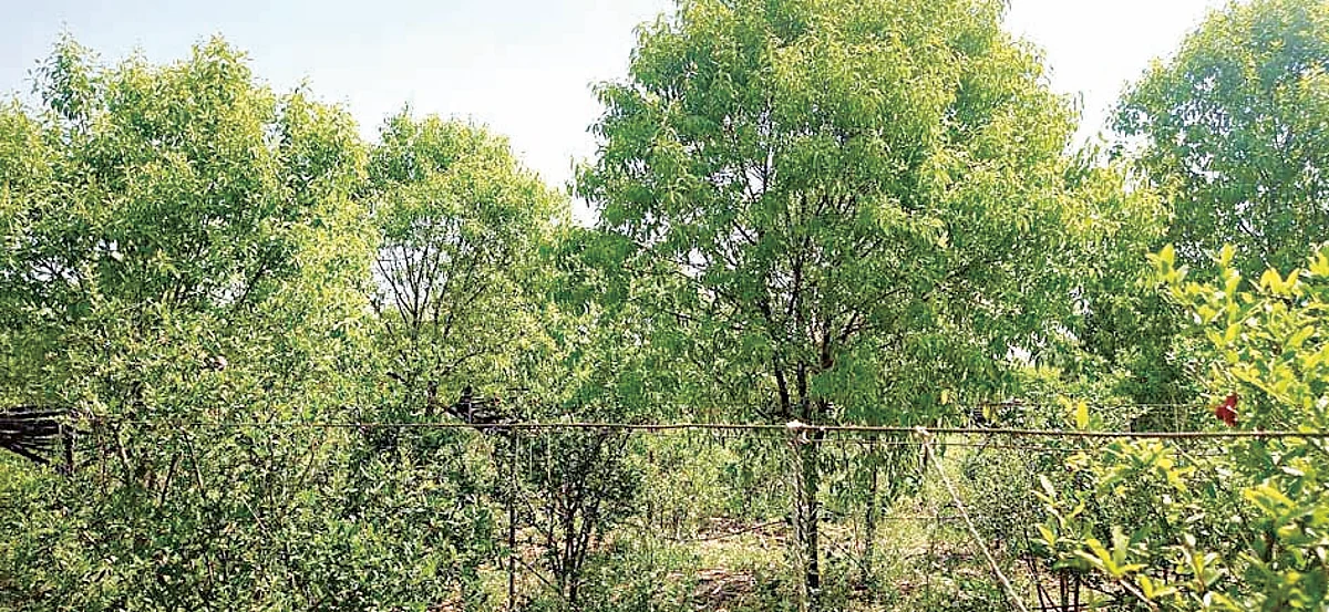 चंदनशेतीचा फायदेशीर पर्याय