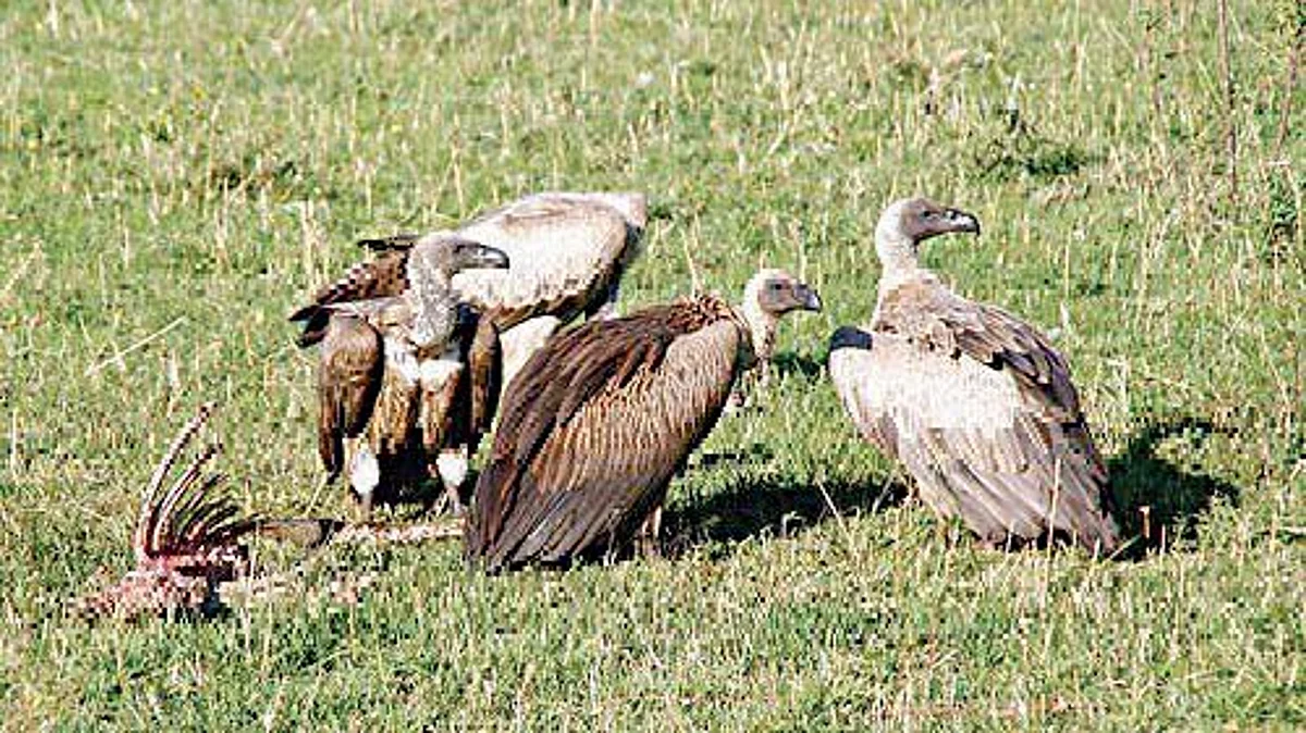 स्वच्छतादूत गिधाडे नामशेष होण्याच्या मार्गावर