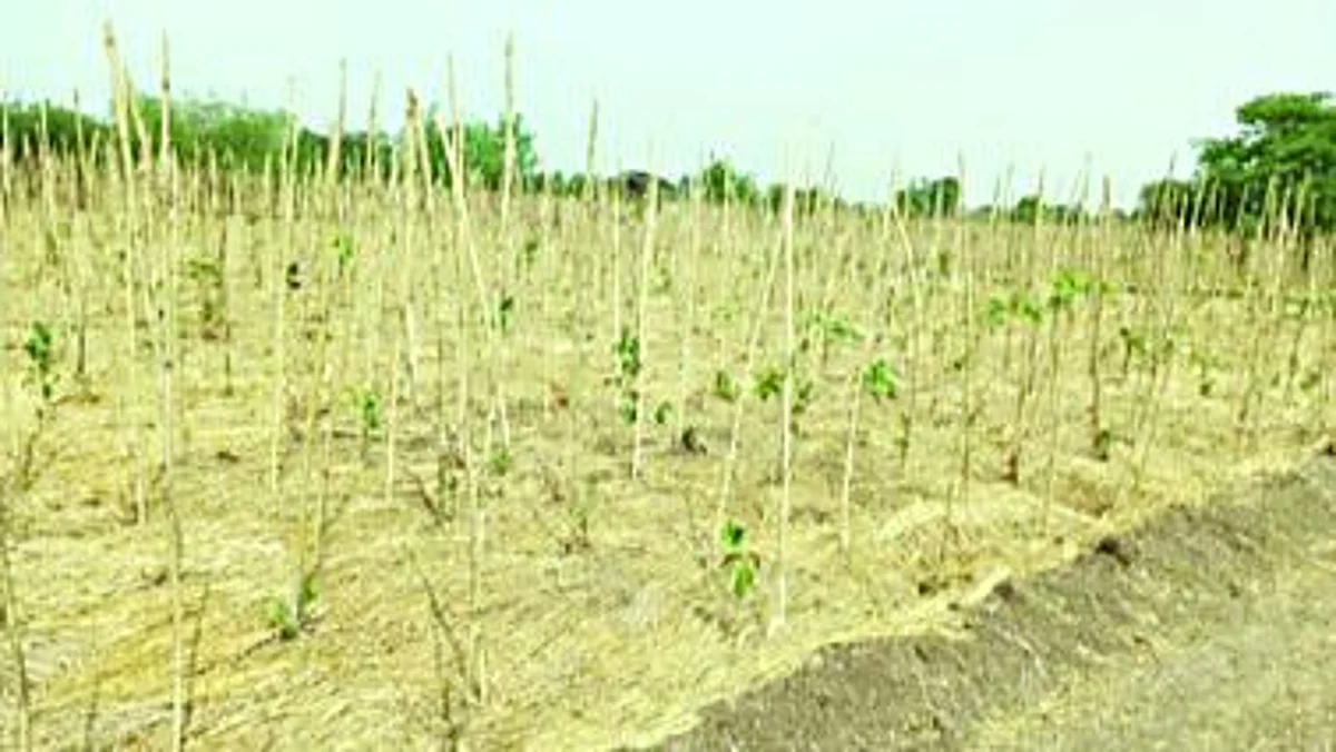बारागाव पिंप्रीत अनोख्या पध्दतीने केली वृक्ष लागवड; जाणून घ्या सविस्तर