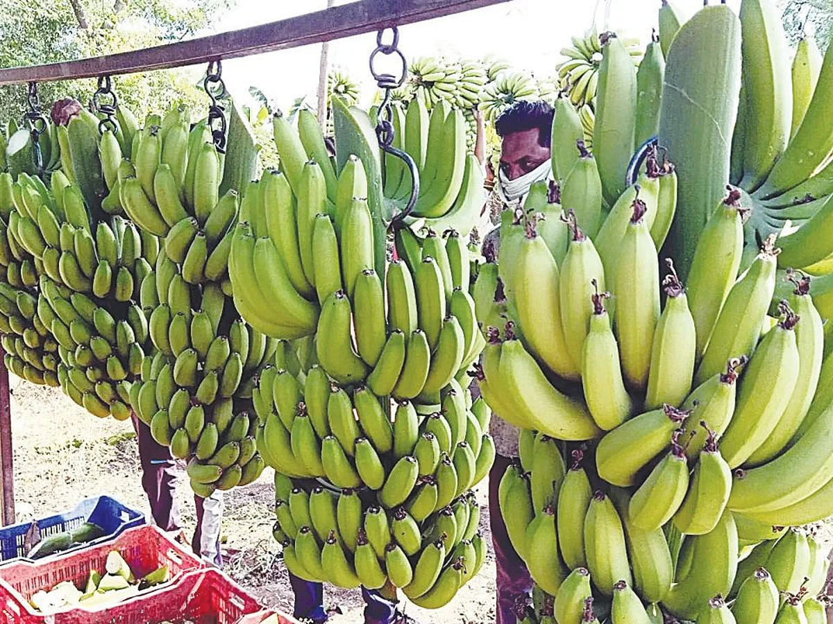 पिंप्रीसेकमची केळी दुबईला रवाना