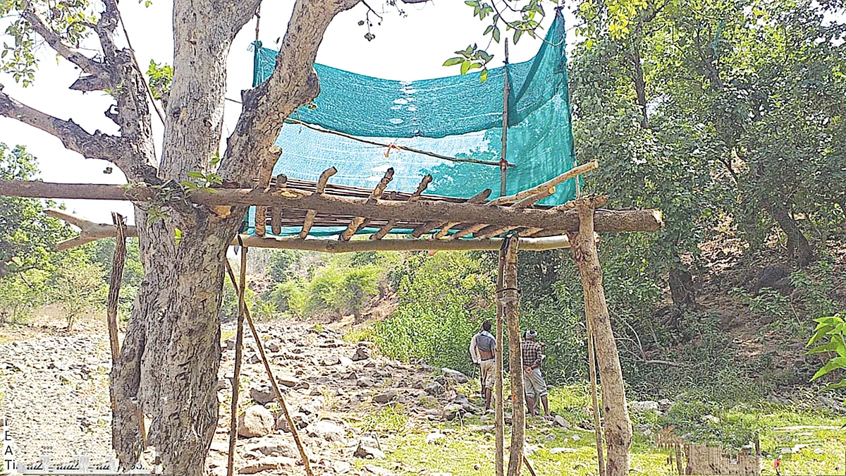 दोन वर्षांच्या खंडानंतर वनविभागातर्फे आज होणार...