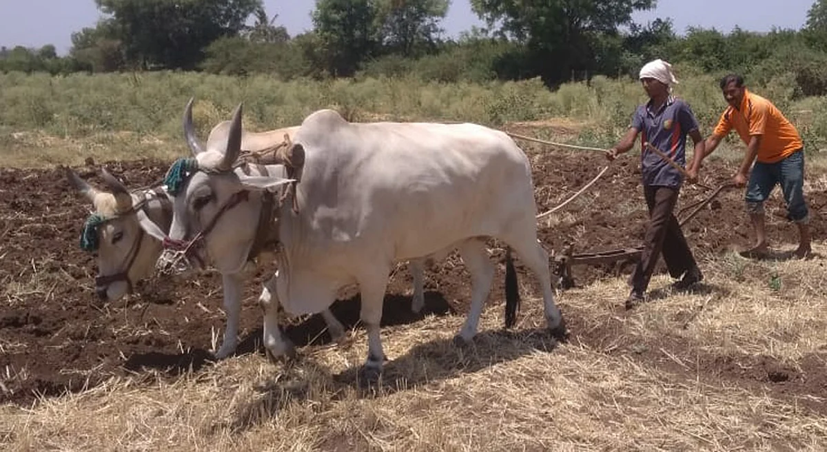 शेती मशागतीला गती; शेतकऱ्यांचे ट्रॅक्टरऐवजी बैलजोडीला प्राधान्य