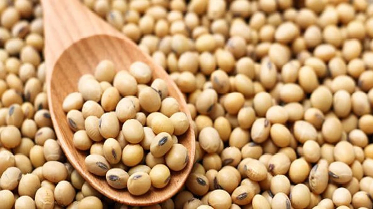 सोयाबीन उत्पादकांना अनुदान देण्याची मागणी