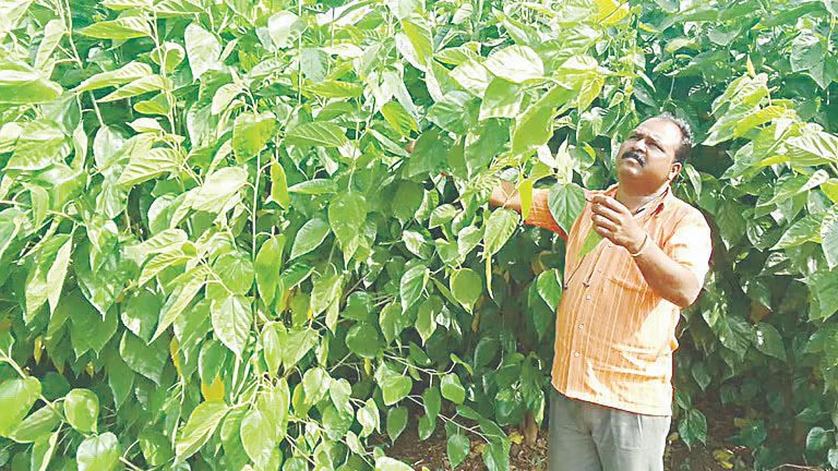 The silk shines through modern farming