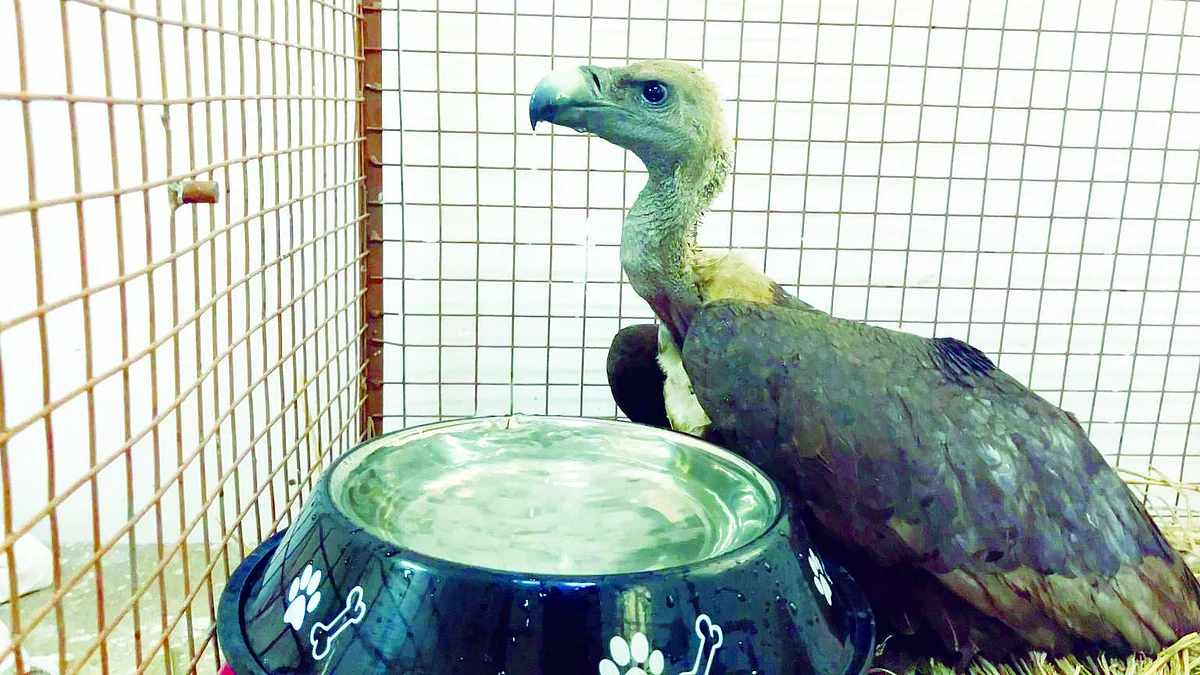 Sunstroke takes life of a vulture