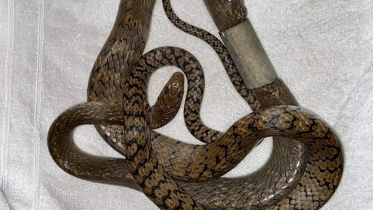 Indian rat snake rescued