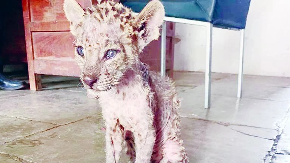 Lonesome cub recovering slowly
