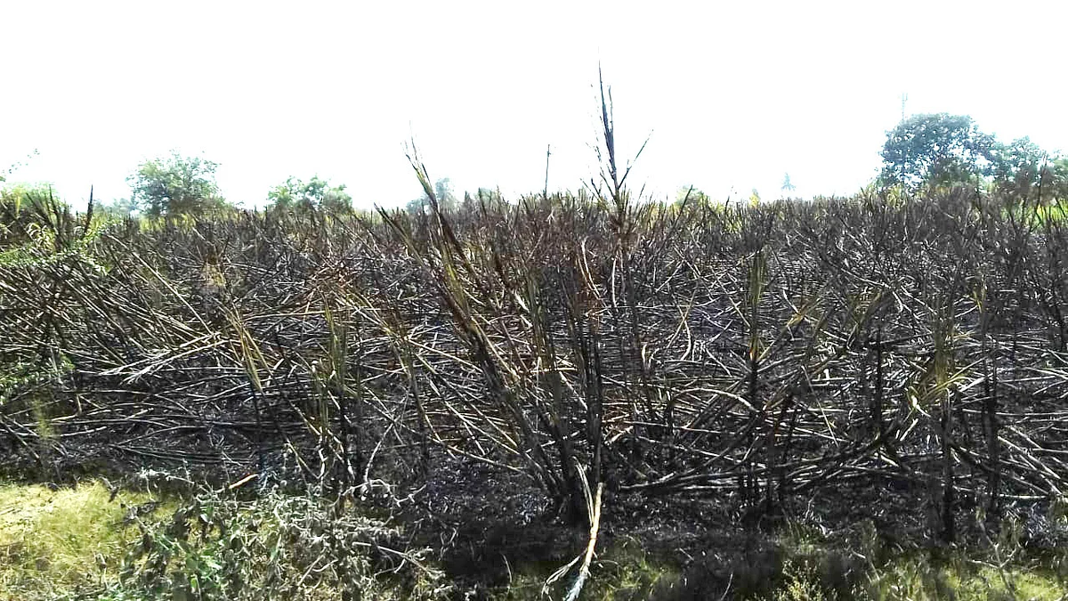 शिरसगावात शॉर्टसर्किटने दोन एकर ऊस आगीत खाक