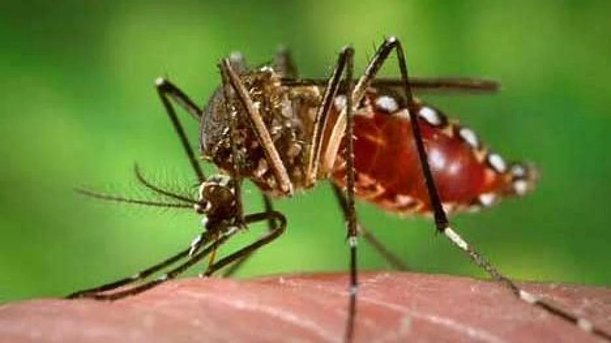 Awareness campaign for malaria prevention