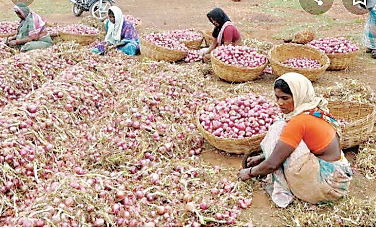 'या' कारणामुळे कांदा उत्पादनात घट