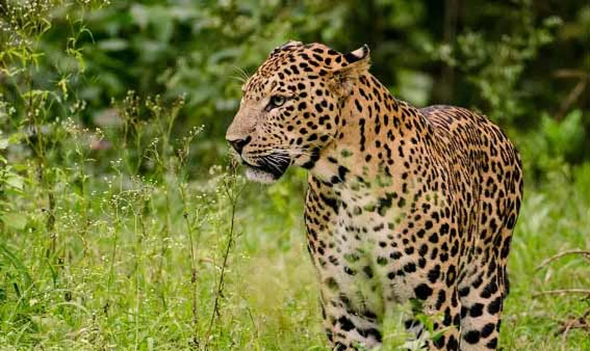 सातपूर औद्योगिक वसाहतीत बिबट्याचे दर्शन