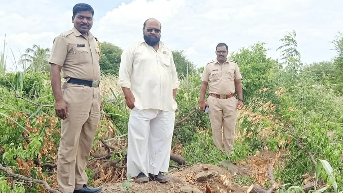 शेताच्या बांधावरून चंदनाची झाडे गायब