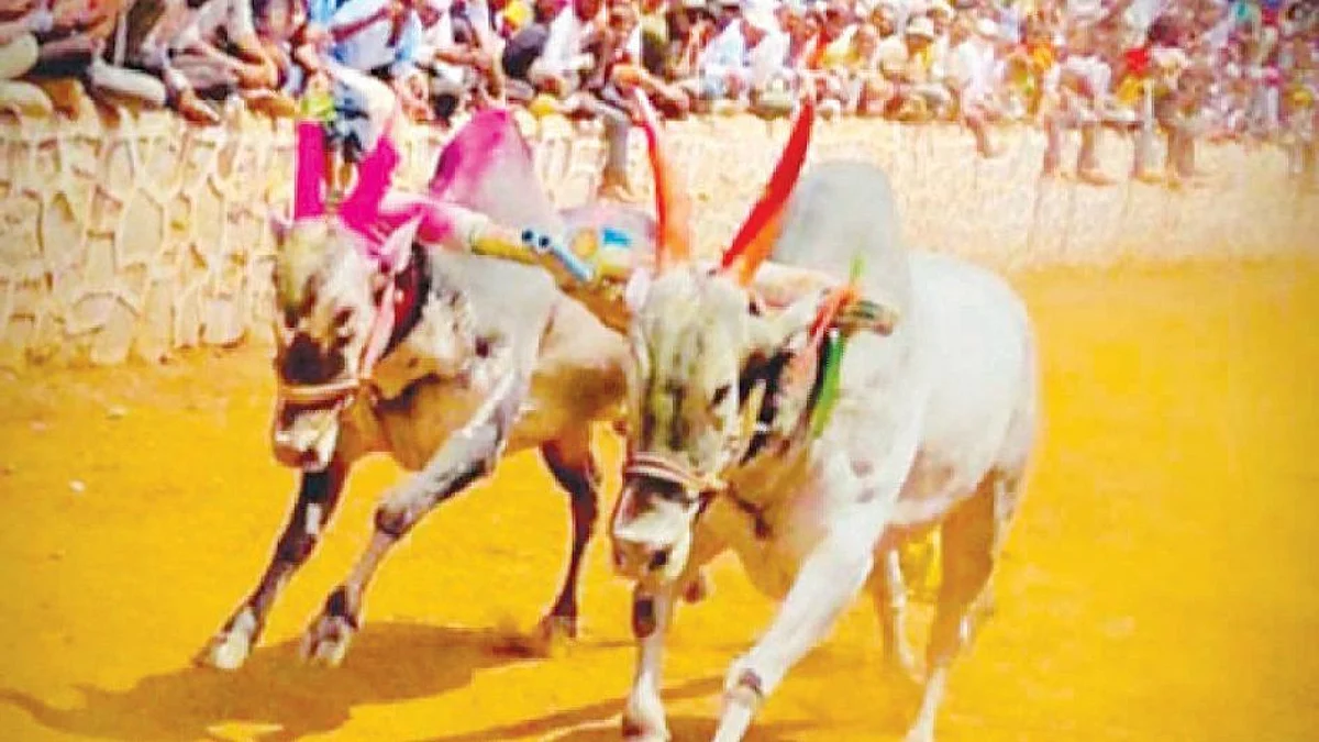सुकेणेतील बैलगाडा देशात अव्वल