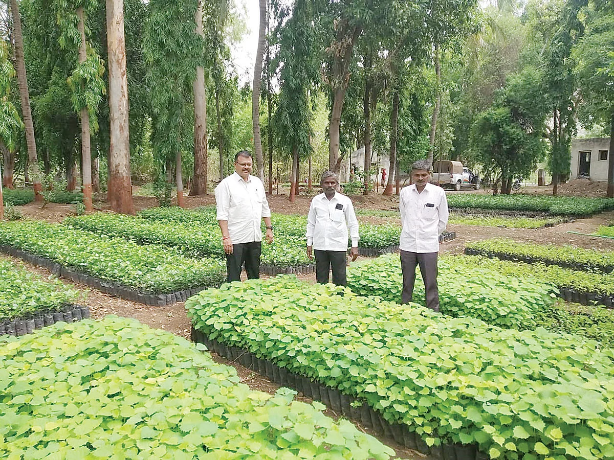 Record saplings production in Jakhod Central Nursery