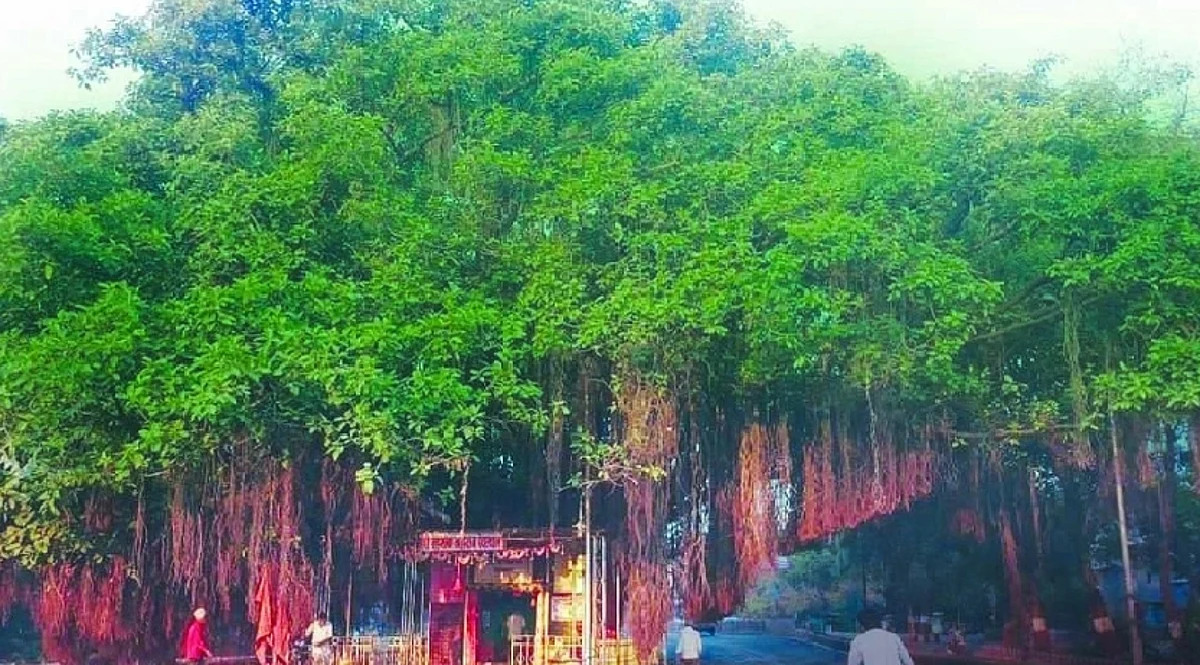 जागतिक पर्यावरण दिन विशेष : झाड ‘स्थानिक’च हवे!