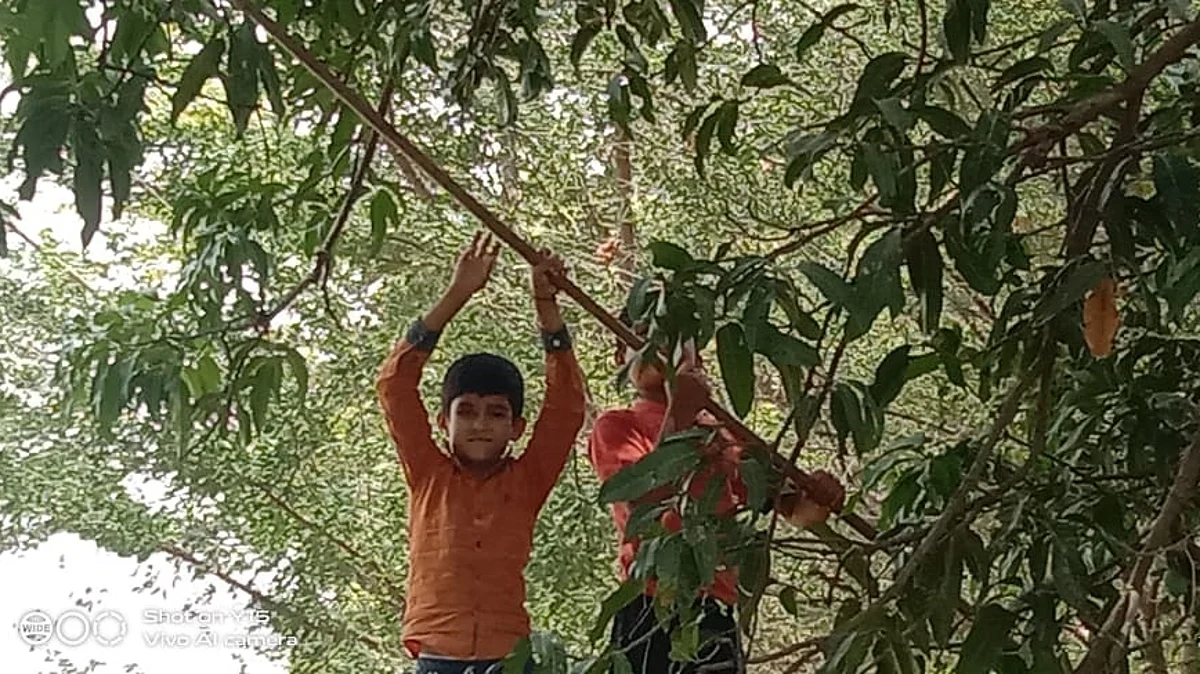 गावरान आंब्याची तोडणी सुरू