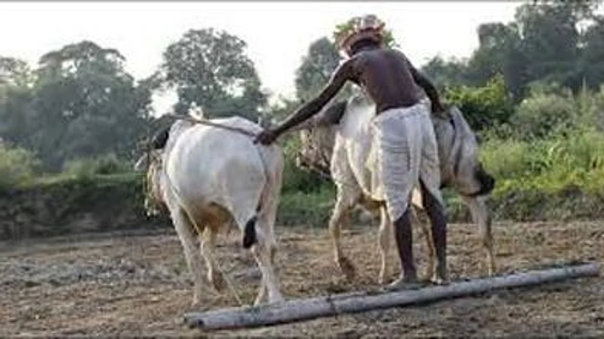 Need for double sowing troubling farmers