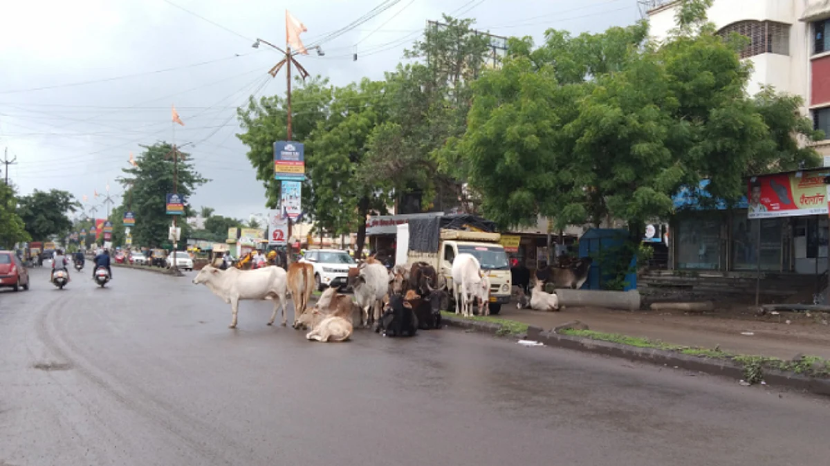 नगरकरांना वाढला मोकाट जनावरांचा त्रास
