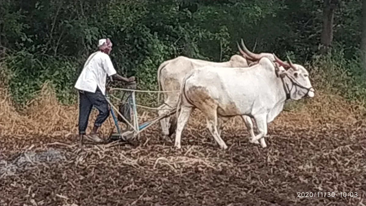 पारनेर : खरीप हंगामासाठी ६१ हजार हेक्टरवर पेरणी